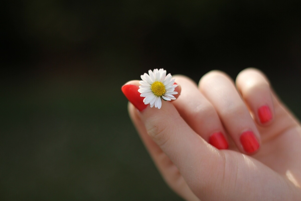 stokrotka, kwiat, palec